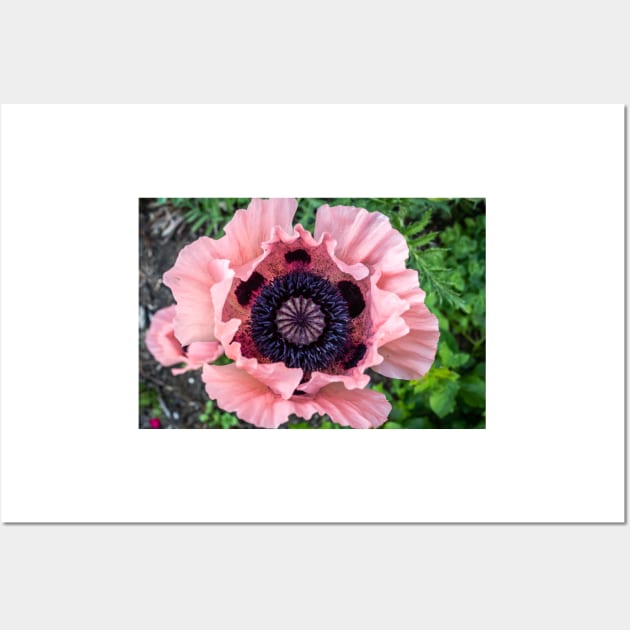 Poppy 1 Wall Art by Robert Alsop